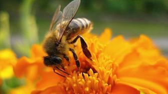Appel à candidature concernant la filière apicole et modèle de convention
